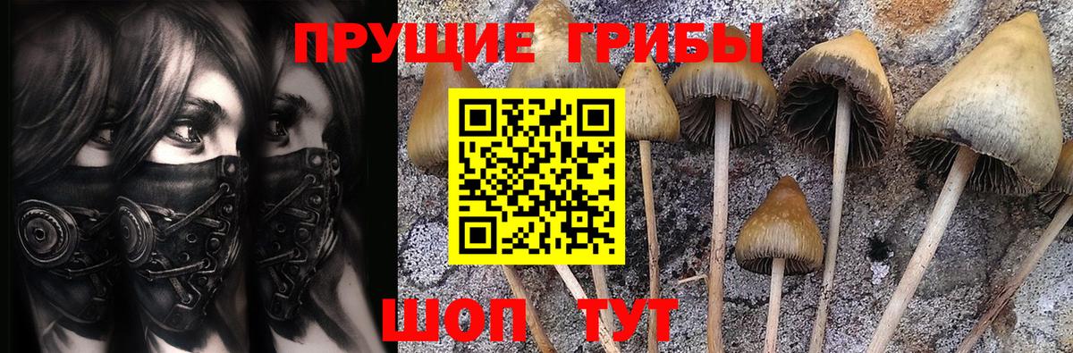 Псилоцибиновые грибы Psilocybe Белово